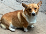 Pembroke corgis AKC adults & pups