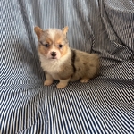 Merle Corgis CKC Registered