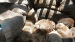 AKC Chocolate Lab puppies for sale