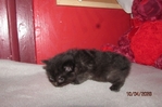 ragdoll kittens for sale
