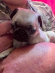 Easter Pug Puppies Ready for a forever home