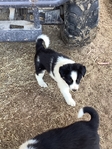 Reg.border Collie puppy