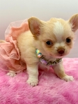 Sweet Promise AKC Applehead Longcoat Female