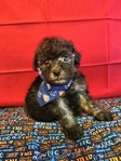 Toy poodle puppies