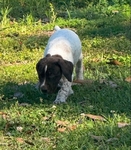 Pure bred GSP Puppies Ready to go