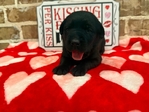 AKC LABRADOR PUPPIES $650