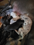 Great Dane Pups