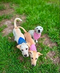 Lab/Curr Mix Puppies