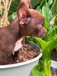 AKC Applehead Male Chocolate Chihuahua
