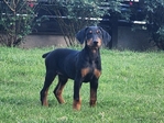 Doberman Pinscher Puppies