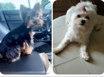 Traditional Morkies