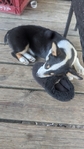 Female Corgi