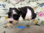 CKC Mini Schnauzer Pups $1000