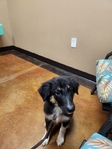 Registered Standard Australian Shepherds