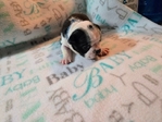Boston terrier puppies