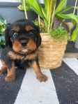 AKC Cavalier King Charles Spaniel Puppies