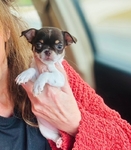 Teacup, Chihuahua puppies.