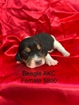 Beagle Puppies AKC