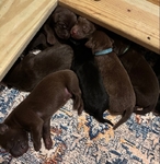 AKC Labrador Retrievers puppies