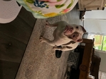 Bully for Sale
