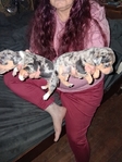 Blue merle female chiweenies