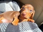 Mini dachshund 900