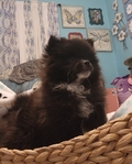 Pomeranian puppies