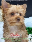 AKC Micro Yorkie Babies