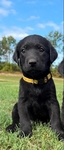 Lab Puppies