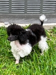 Small Poodle Pup! Best Mother’s Day Gift!