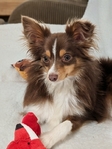 Toy Australian Shepherd Stud