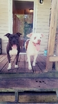 Pitbull puppies