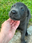 Charcoal Lab Puppies!