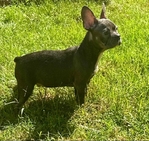 French Bulldog Puppies/Dogs