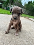 Doberman mix pitbull XL puppy
