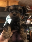 CKC Male Yorkie