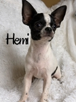 AKC Registered Adorable Male Chihuahuas