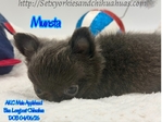 AKC Beautiful Blue Male Applehead Longcoat Chihuahua
