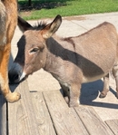 Mini Horses & 1 Mini Donkey