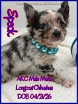 AKC Longcoat Merle & Smooth Coat Blue Male Chihuahuas
