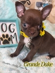 AKC Micro Male Applehead Chihuahuas