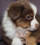 🤎🐾 Country-Raised Mini Australian Shepherd Puppies 🐾🤎