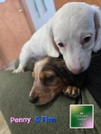 Mini Long-Haired Dachshunds