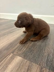 AKC Registered Chocolate Lab Puppies