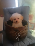 Blonde boy male tiny toy Poodle $900