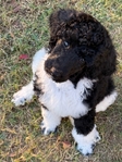 Standard Poodle Puppies born 9/12/25