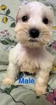CKC Mini Schnauzer Pups $1000