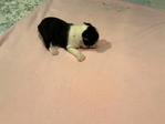 CKC Boston Terrier  Femle