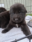 Solid Black German Shepherd Puppies