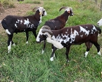Rams Painted Desert Sheep